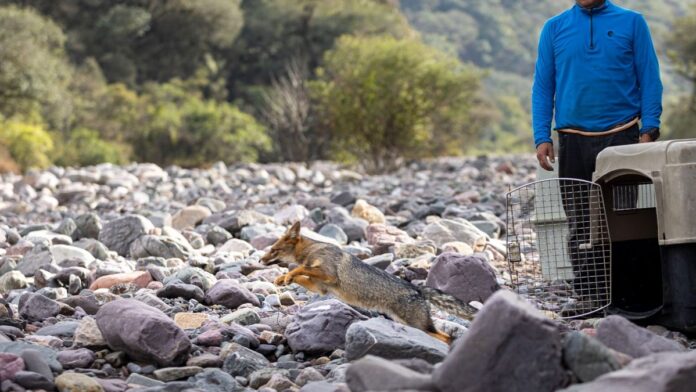 el-cafaju-celebra-10-anos-cuidando-la-fauna-autoctona