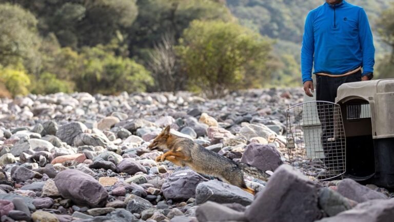 el-cafaju-celebra-10-anos-cuidando-la-fauna-autoctona