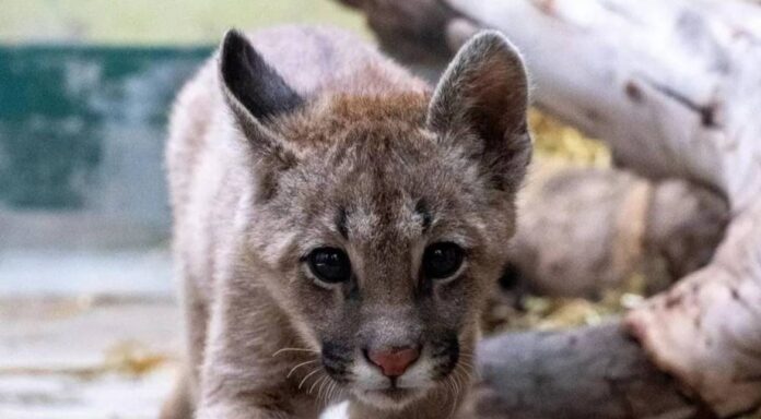 condenaron-a-un-joven-por-dar-muerte-a-un-cachorro-de-puma-y-filmar-la-agresion condenaron-a-un-joven-por-dar-muerte-a-un-cachorro-de-puma-y-filmar-la-agresion