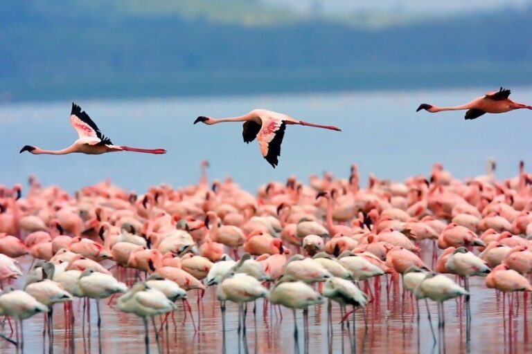 Global Big Day en Jujuy aves Laguna de los Pozuelos