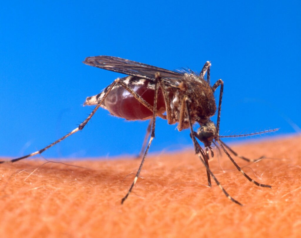Descacharrado en Jujuy: cronograma contra el dengue