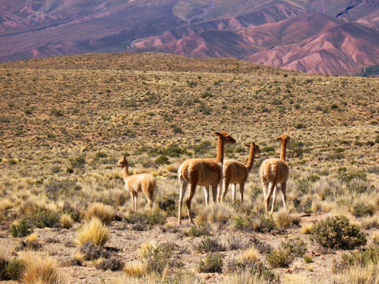 Vicuñas muertas en la Puna e investigación ambiental
