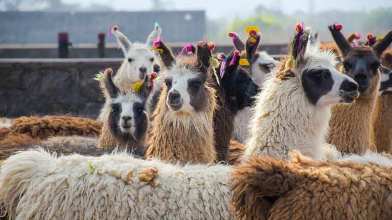 llamas en Abra Pampa para formación productiva y sanitaria