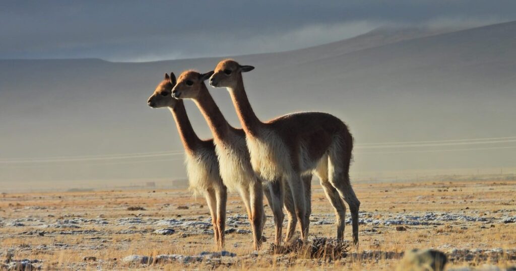 Investigan caza furtiva de entre 60 y 70 vicuñas en Rinconada