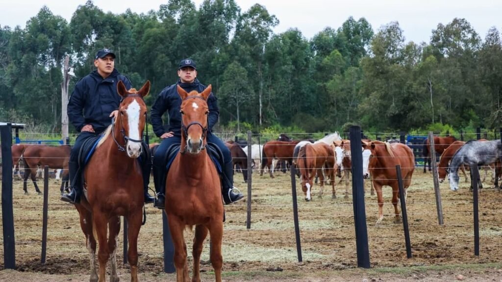 Jujuy: La Policía incorpora 32 caballos para reforzar la Caballería y la prevención