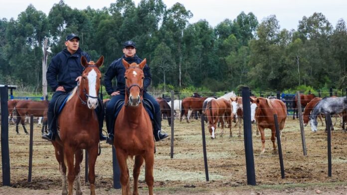 rj360-1782929002-jujuy-la-policia-incorpora-32-caballos-para-reforzar-la-caba-0757ff Jujuy: La Policía incorpora 32 caballos para reforzar la Caballer