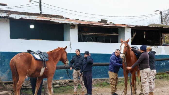 rj360-1782934496-jujuy-incorpora-32-caballos-mestizos-para-la-caballeria-poli-d92915 32 caballos para Caballería policial en Jujuy