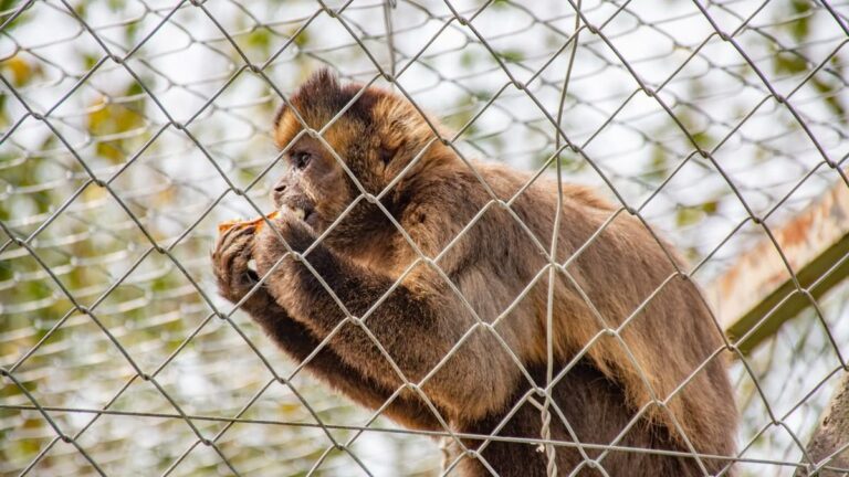 Mordeduras de monos en Jujuy: cómo actuar ante fauna silvestre