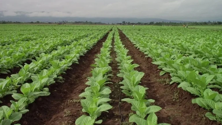 Productores tabacaleros de Jujuy acceden a $120.000 por hectárea