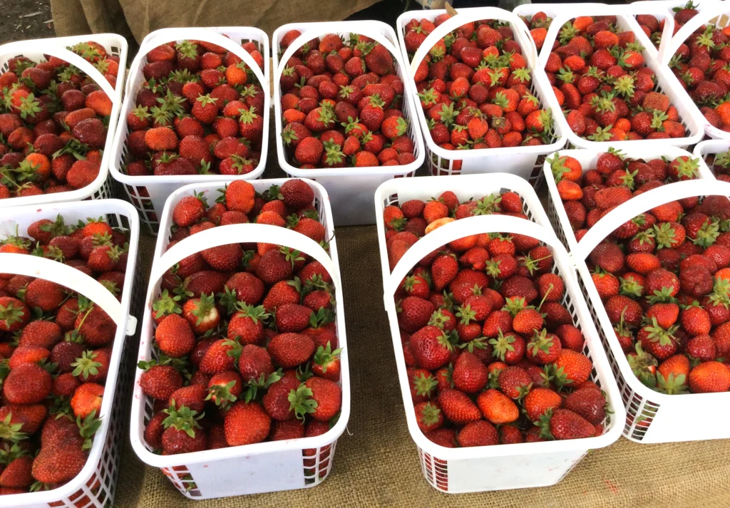 Frutillas dispuestas en canastas en un mercado de productores