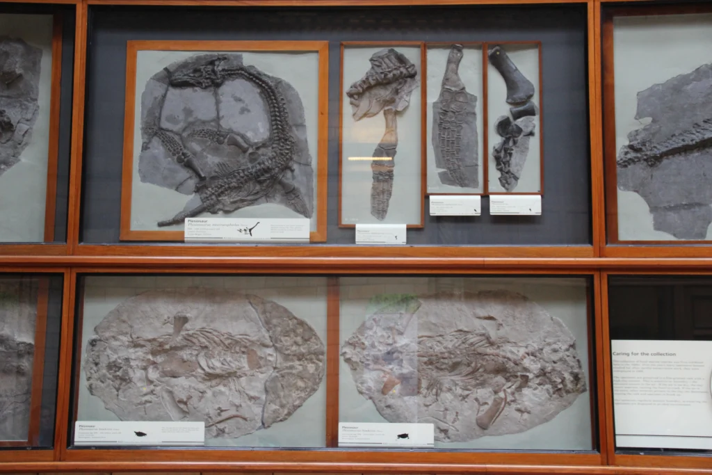 Esqueleto fósil de plesiosaurio exhibido en un museo de historia natural