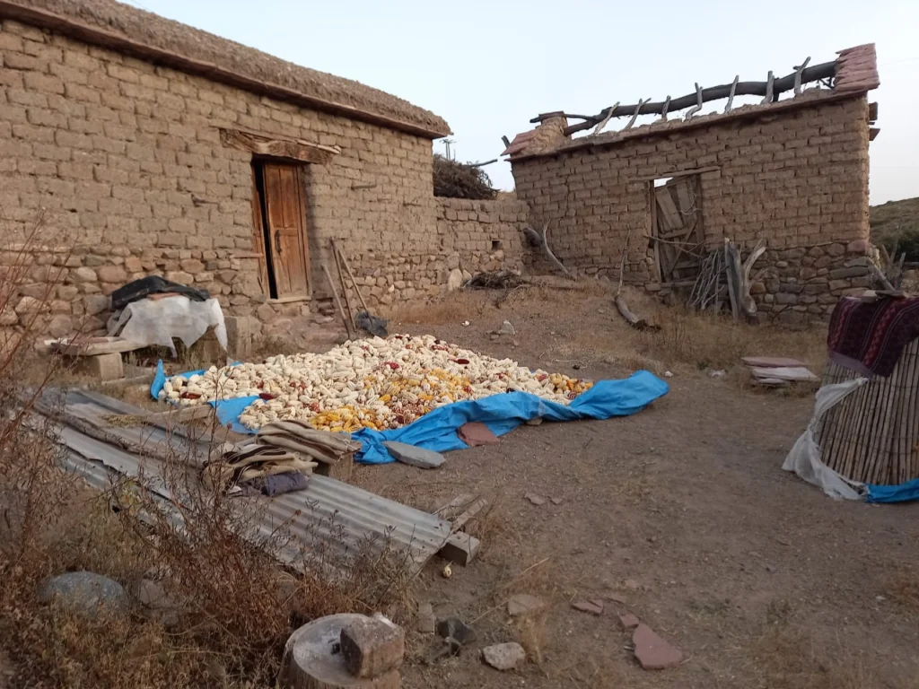 Mazorca de maíz secándose al sol en Yavi Chico, Jujuy